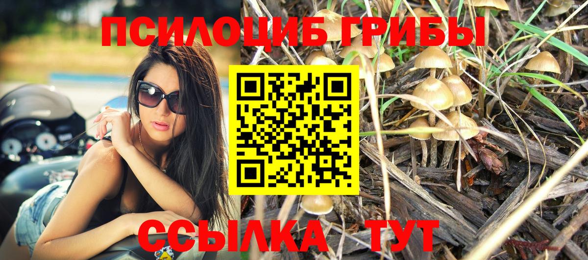 Галлюциногенные грибы Psilocybine cubensis Ухта